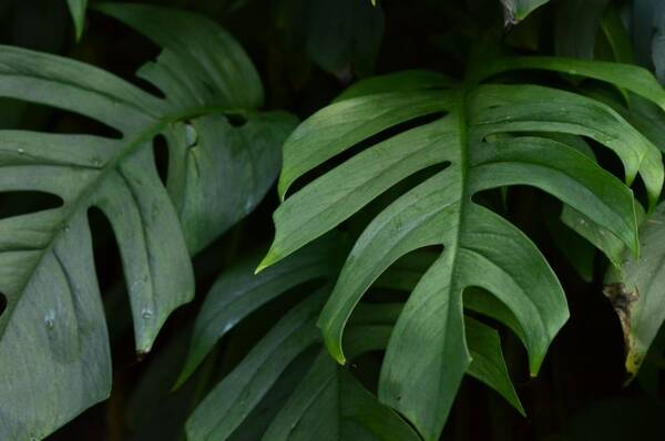 Monstera de hoja partida en maceta