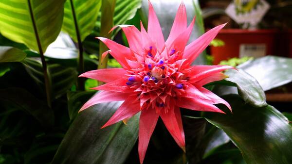 Bromelia Aechmea Azul