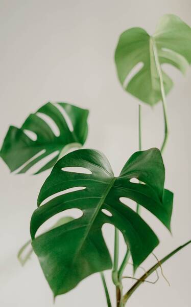 Peperomia Sandía