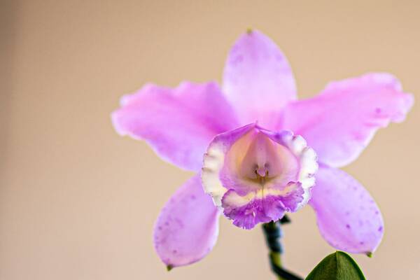 Orquídea Cattleya Fucsia