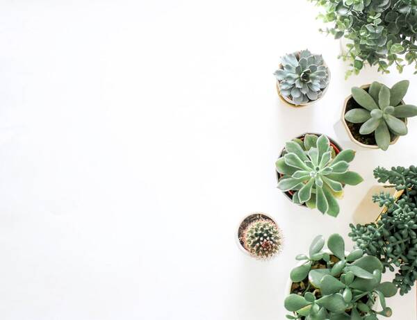 Suculenta Cactus Mix Decorativo