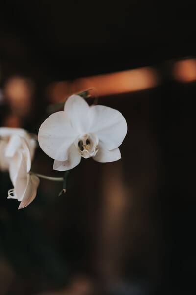 Orquídea Luna Blanca