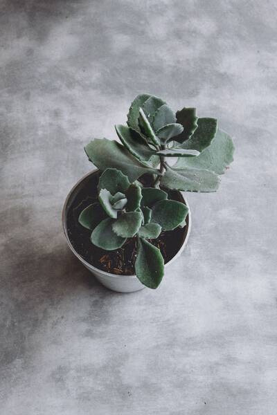 Suculenta Sedum Burrito