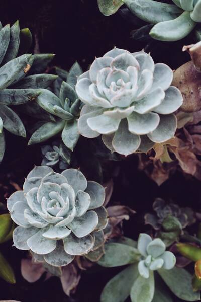 Suculenta Haworthia Cebra
