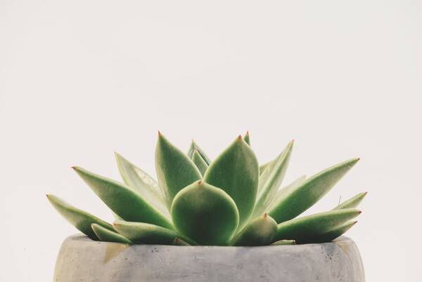 Suculenta Kalanchoe Flor