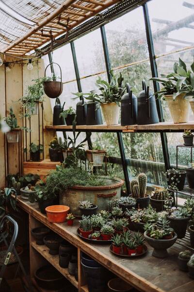 Interior de vivero con estanterías llenas de plantas ornamentales y suculentas