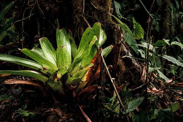 Bromelia Exótica Tropical