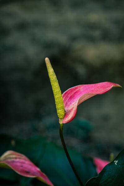 Anturio Rosa Suave