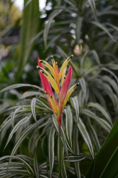 Bromelia Tricolor
