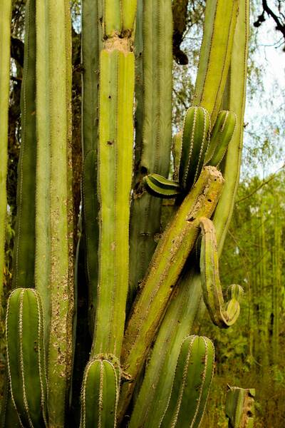 Cactus Órgano