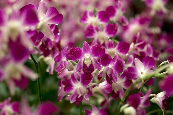 Orquídea Phalaenopsis Violeta