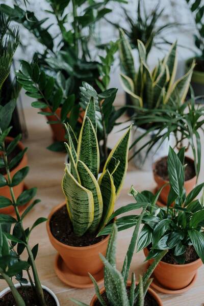 Sansevieria Lengua de Suegra