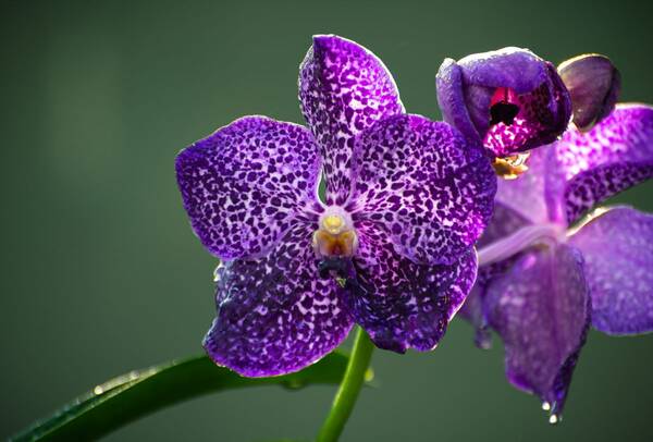 Orquídea Vanda Azul