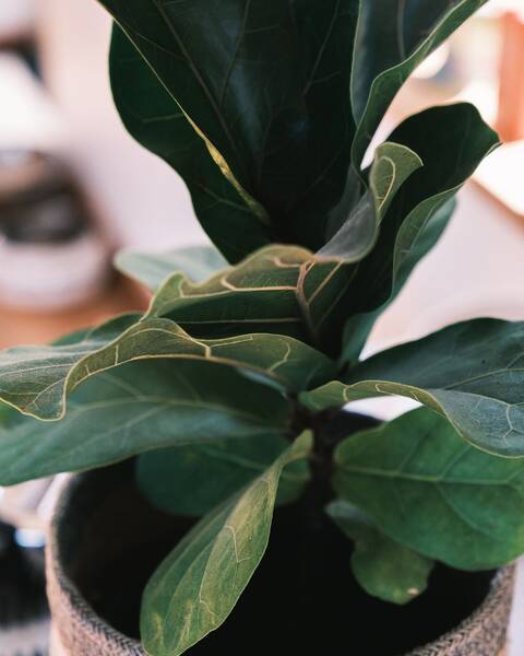Ficus Lira