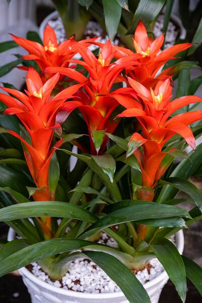 Bromelia Guzmania Roja
