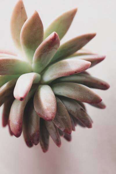 Suculenta Echeveria en maceta pequeña