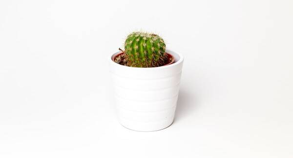 Cactus Bola Dorada